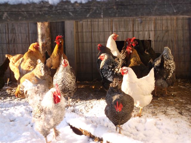 5 Lessons We Can Learn from Chicken Moms - The Cape Coop